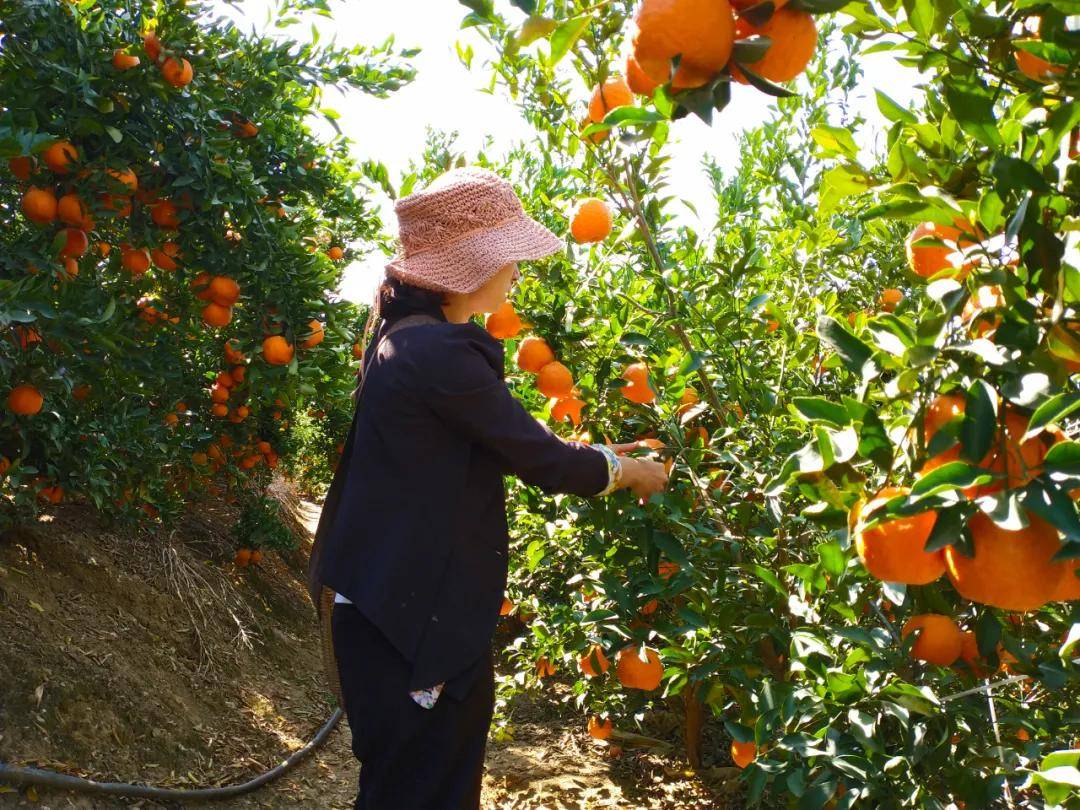 橘园务工，2019年，全村108户383人中，到园区和柑橘园务工的人数达130余人。