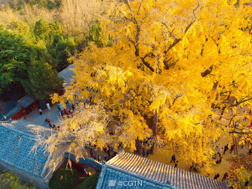 山东省日照市莒县浮来山定林寺,一株树龄四千年的"寿星"银杏吸引了
