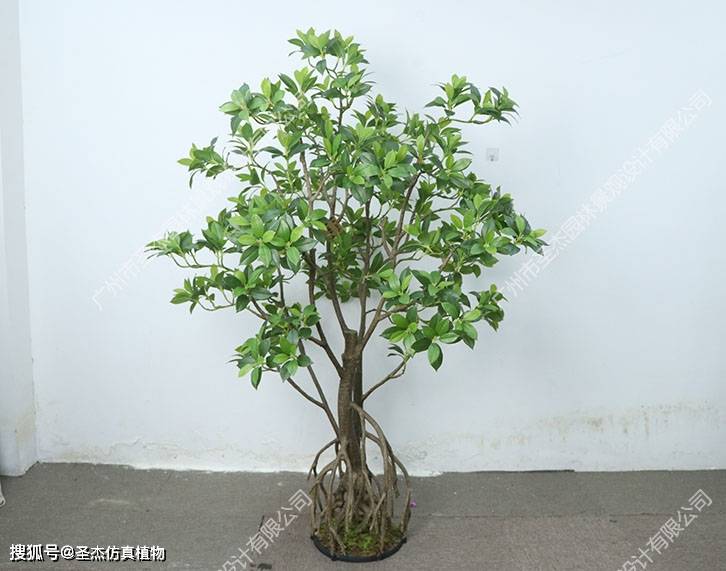 仿真红树林树,新品发布!