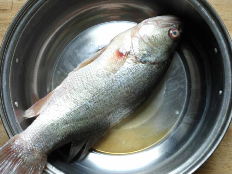 怎么快速去除鱼的鱼鳃 29c71cea2a9b482e8f233691c581854d.jpeg