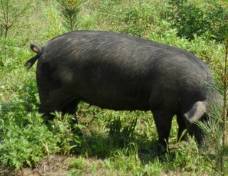 散养黑猪是否会出现环保问题?要看实际养殖过程!_手机搜狐网