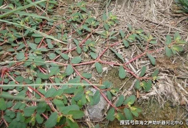 农村墙角一野草 — 一味"止血神药"