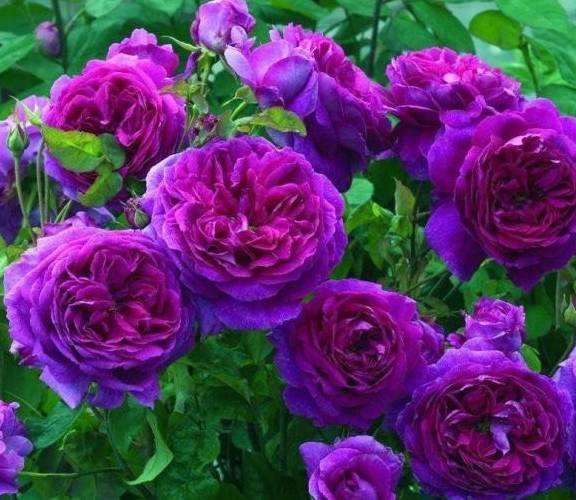 月季怎么浇水才能长得好 70dac646d46b429ea0f4abb70f3c7217.jpeg