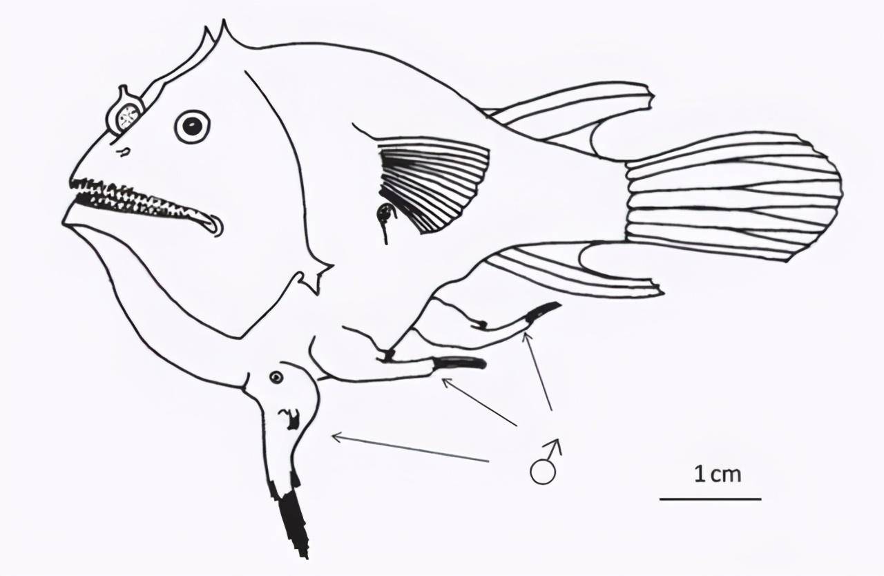 原创琵琶鱼的交配方式有多可怕雄性不仅活不成还变成雌性的性器官