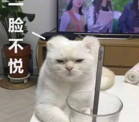 原创猫咪整天闷闷不乐,主人一天抱起它一探究竟,找到原因后主人却一脸