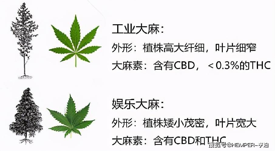 拜登胜选工业大麻产业将迎来政策大红利