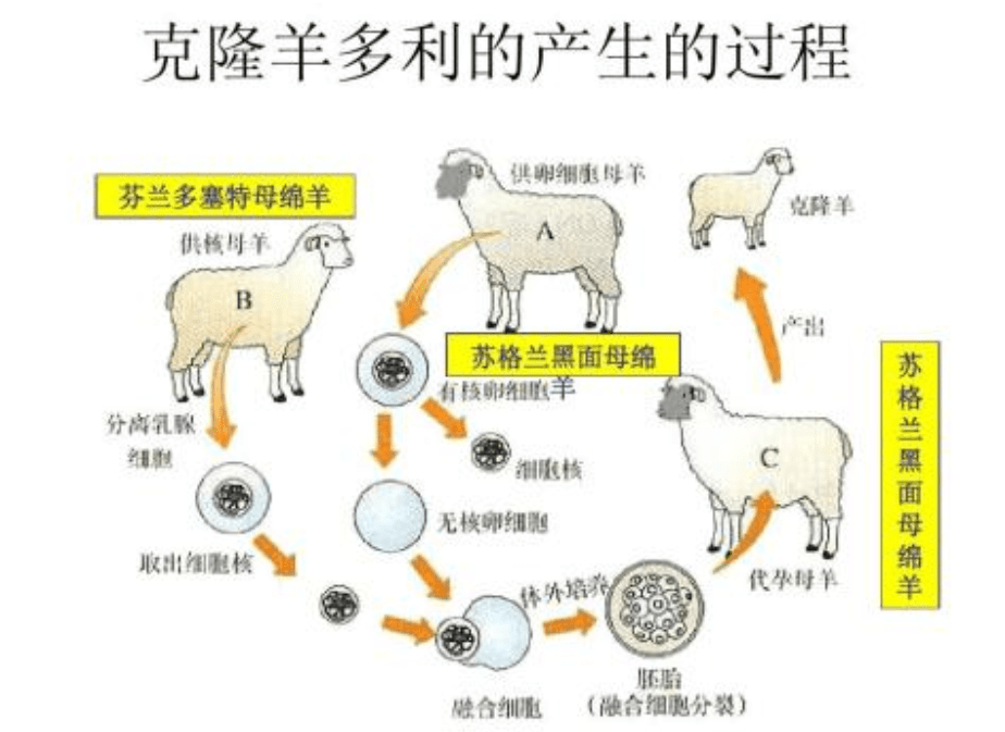 原创为什么现在很少提克隆了看克隆羊多莉的一生或许你会明白