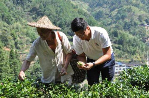 林永茂和茶农林祥雄(左)一起采茶发展东坑村茶产业