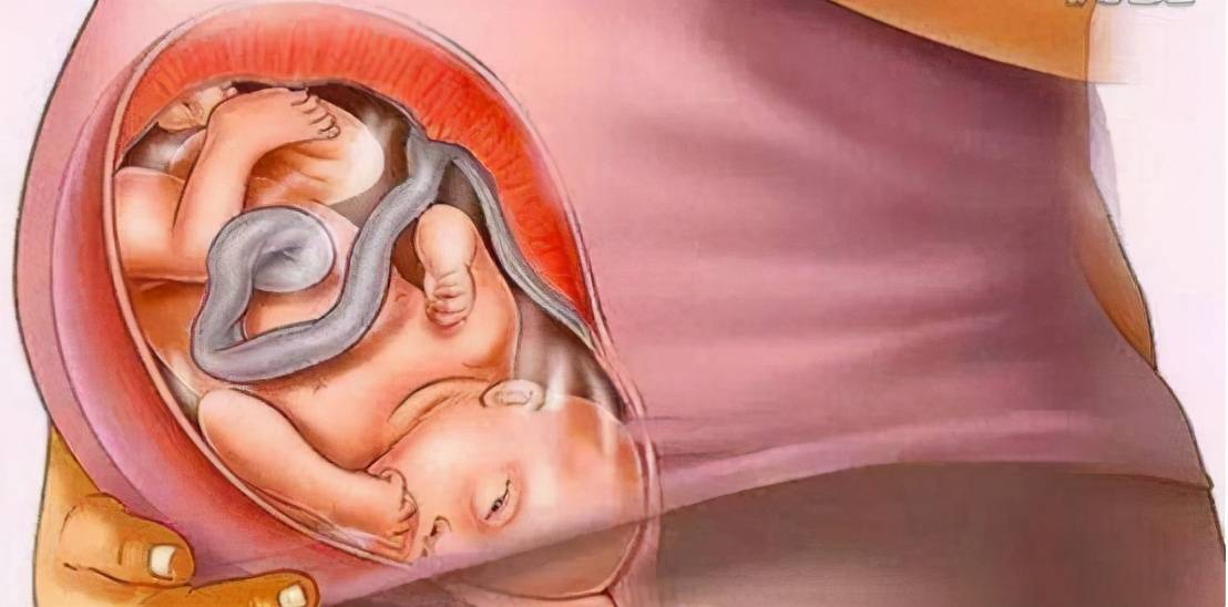 宝宝是怎么被慢慢孕育出来的,十张过程图,一切来之不易
