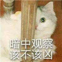 张雨绮和猛男幽会喜迎第四春?曾为爱痴狂却被戴绿帽