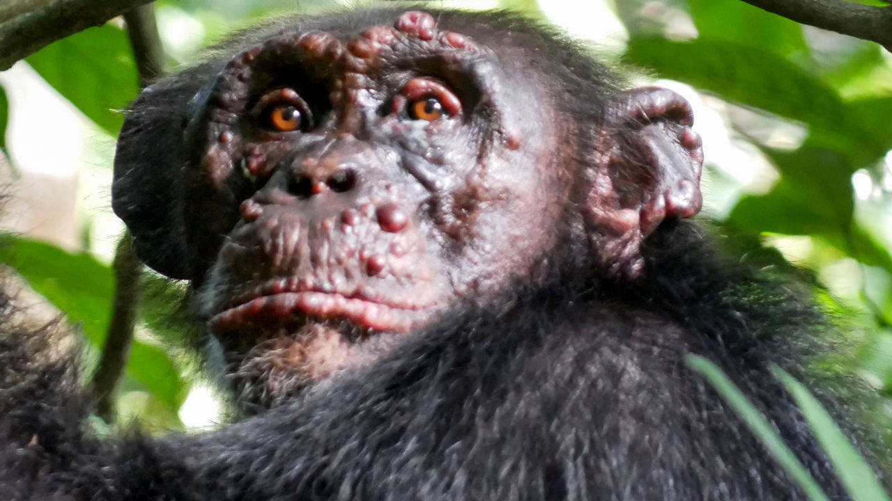 原创大量黑猩猩因感染人类病毒,满脸是疙瘩变成丑八怪,科学家都表示