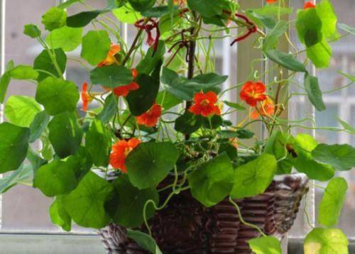 月季花施什么药 0c1b868ac0bc4878bf287d34602fc16a.jpeg