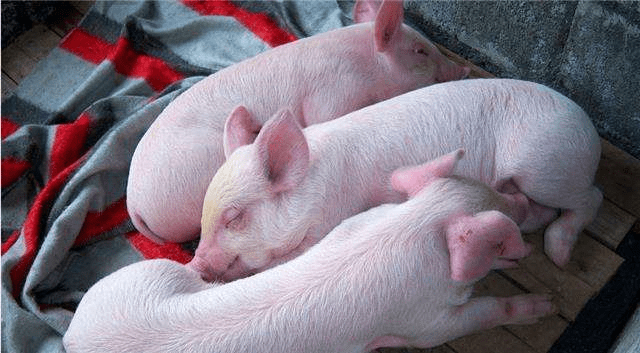 现在生猪多少钱一头 54d498b6fe074f37893888219fead855.png