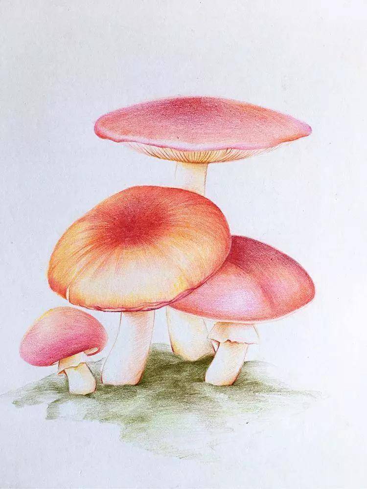 成人零基础学画画教程|成人想学画画但是是零基础(附绘画全套视频教程