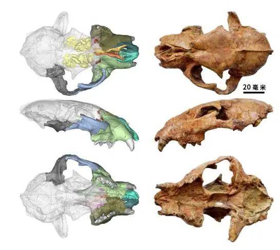 高反和|在青藏高原上挖化石是种什么体验？谢邀，刚体验完高反和冰雹