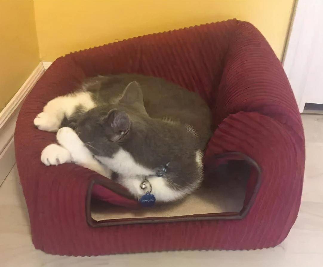 好点的猫窝 cf8b6c6431114cfeb5ff466d609fea95.jpeg