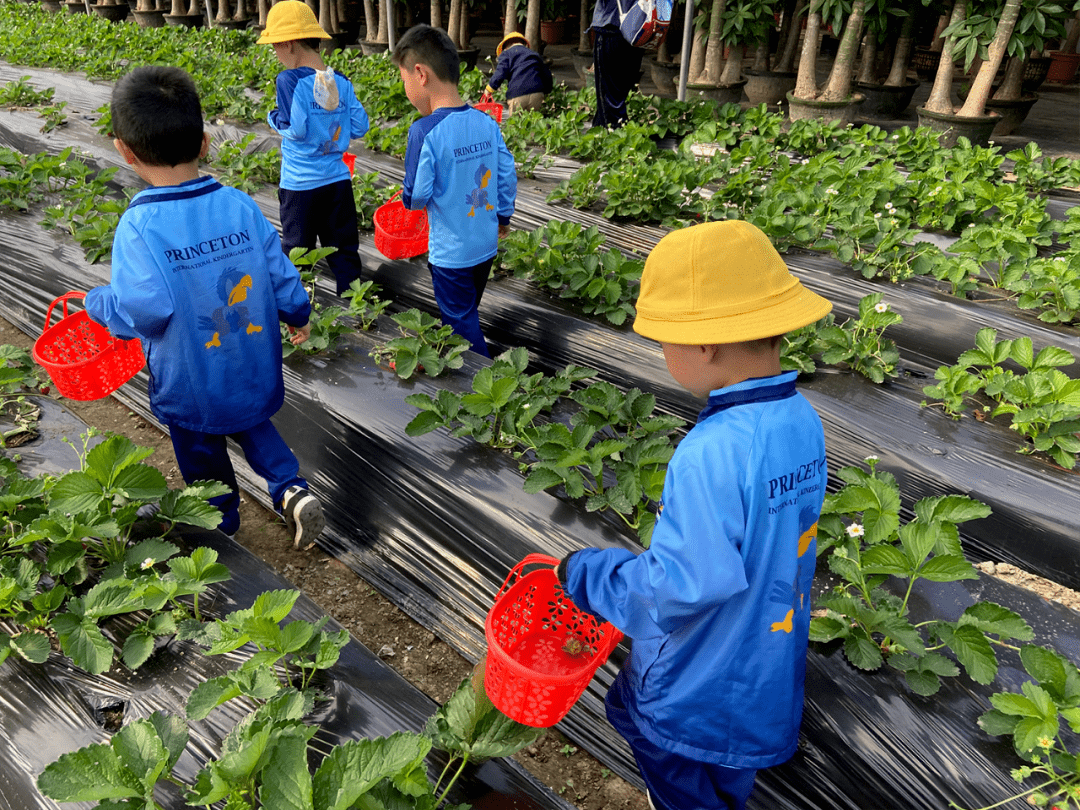 自然教育课程采摘活动_普林斯顿森林国际幼儿园草莓采摘_北京 普林斯顿国际幼儿园