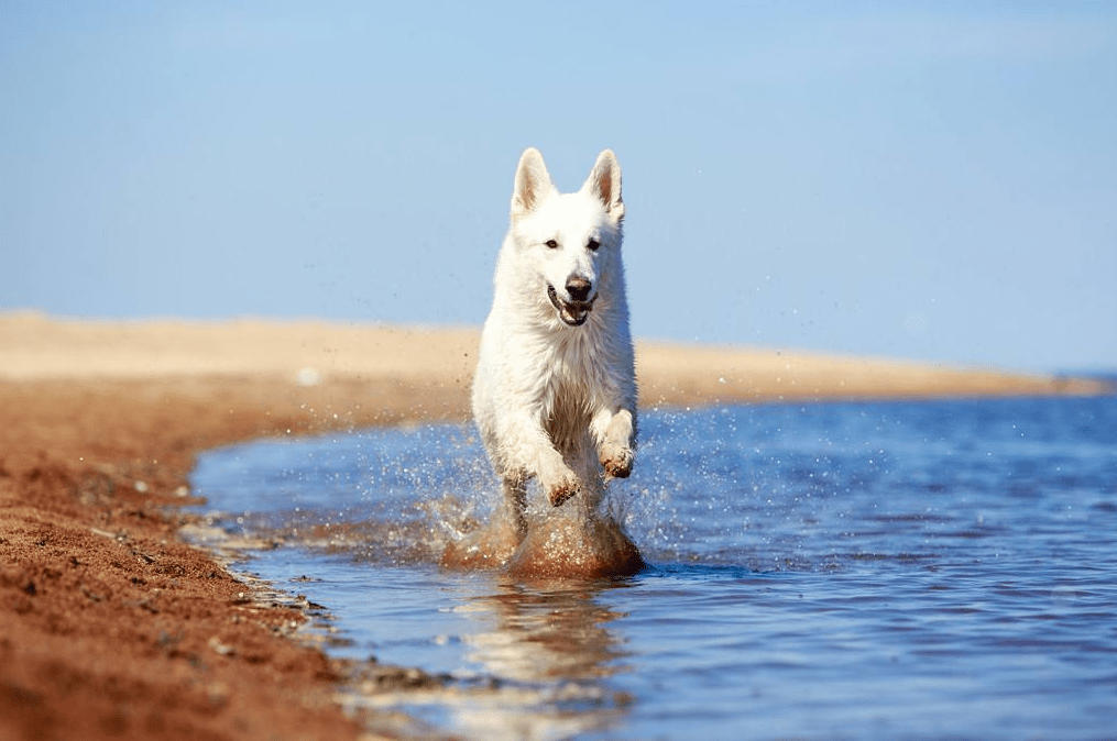 白色瑞士牧羊犬的由来是怎样的?它忠诚专一,也是德牧的一种