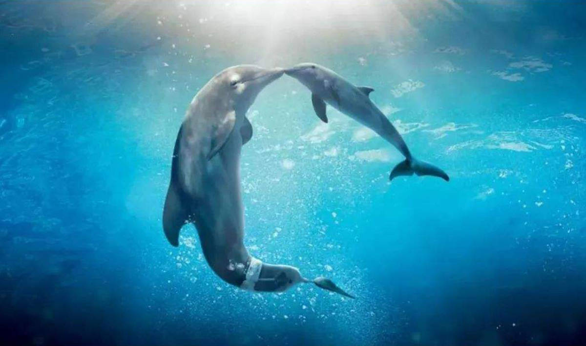 动物凶猛1988年美夫妇海底遇虎鲨命悬一线多亏海豚母子营救