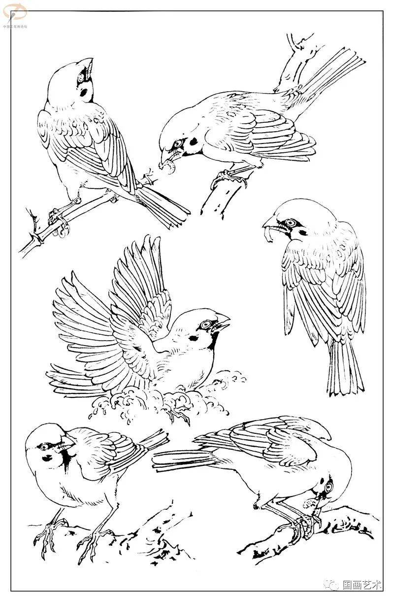 如何画白描禽鸟先从麻雀学起学会了麻雀画法触类旁通