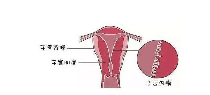 什么是子宫内膜它在怀孕中起哪些重要作用