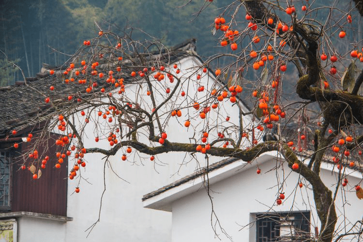 看柿景,吃柿子必去的地方—最美秋景之浙江柿子村