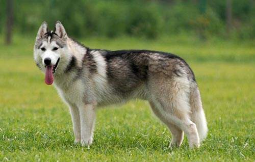 哈士奇生理期可以洗澡吗|IM电竞官网(图1)
哈士奇生理期可以洗澡吗|IM电竞官网(图1)