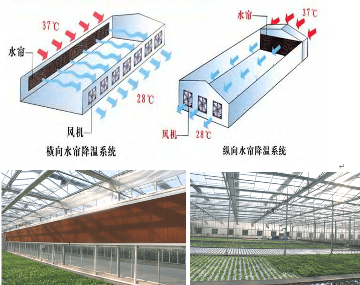 不适合普通作物的温室大棚.