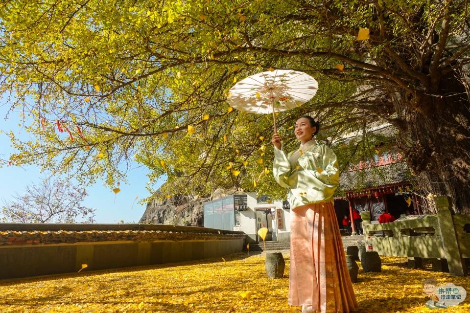 又是一年寻“杏”好时节，到“浙西小九华”，赏“银杏之王”