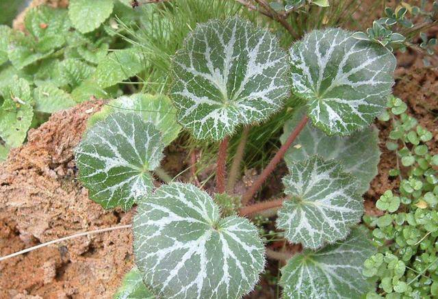 为什么叫老虎草 0e83634c6c0c47038998cbea7539d1d7.jpeg