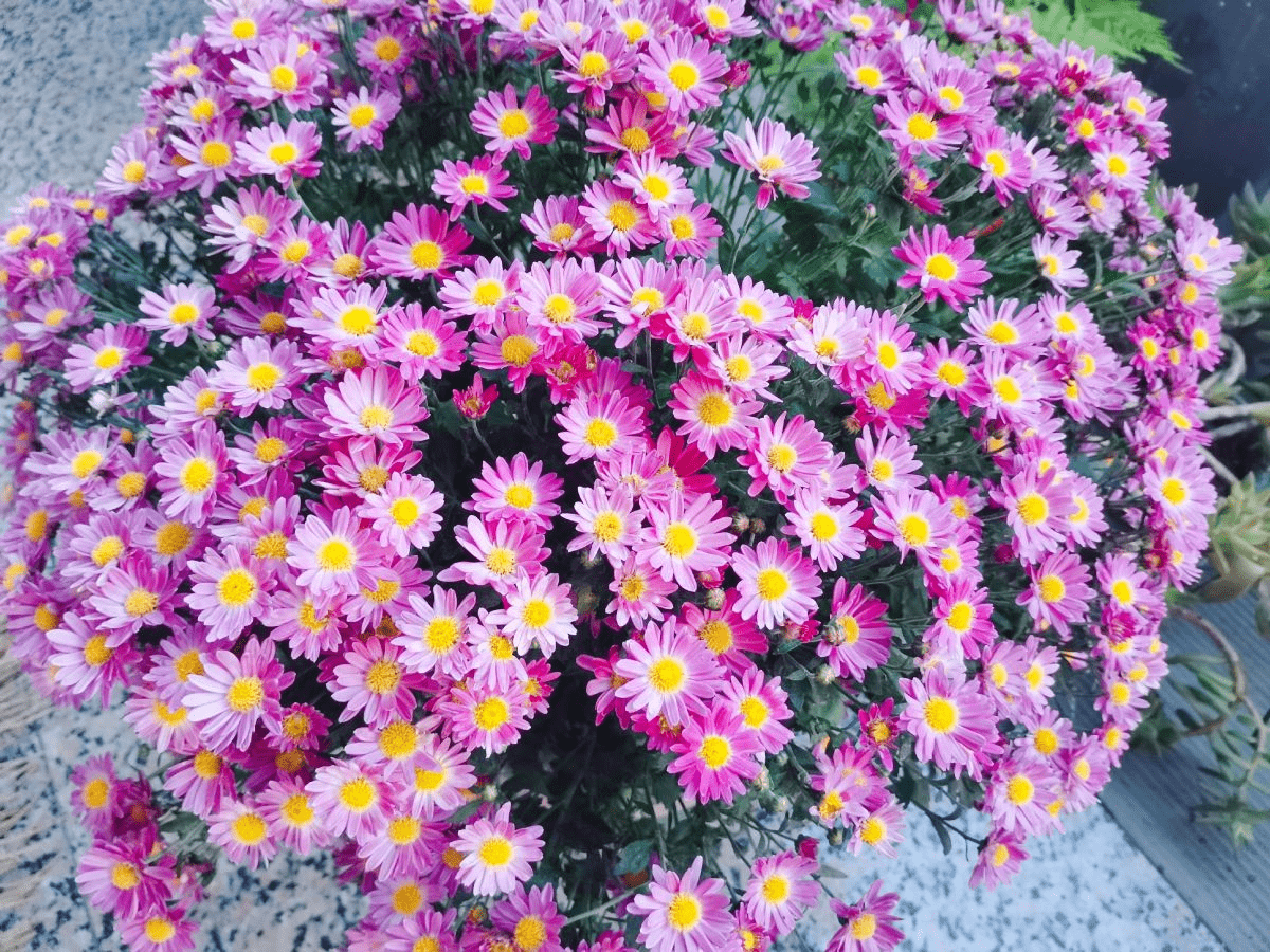 千头菊什么成语_成语故事手抄报