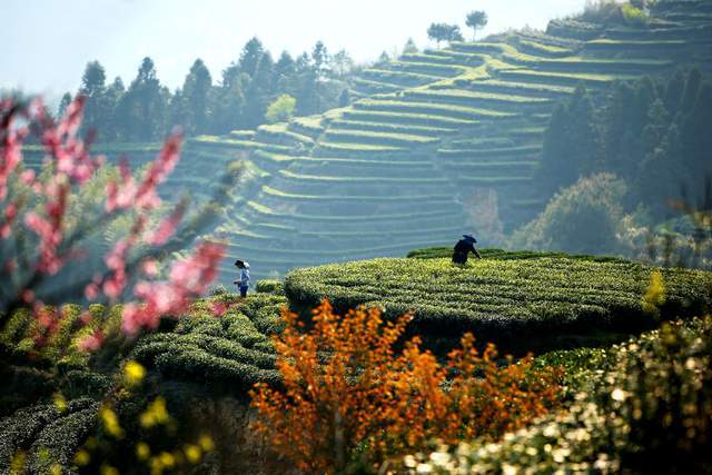 来自“中国名茶之乡”，古朴而美丽的福建小城，大自然的馈赠