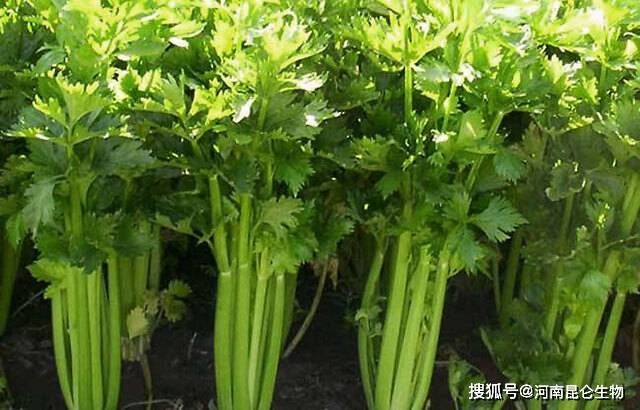 芹菜怎么种最快 bbf08505dbb04550b04c323164288662.jpeg