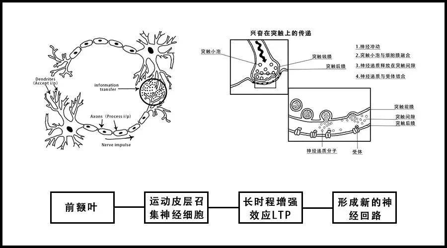 要素三:神经递 学习动力)