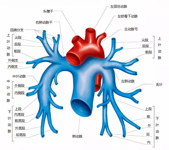 一起来认识肺动脉吊带的影像诊断与解剖模式_手机搜狐