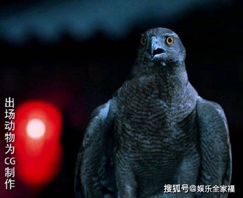 苍鹰什么成语_苍鹰吃什么东西