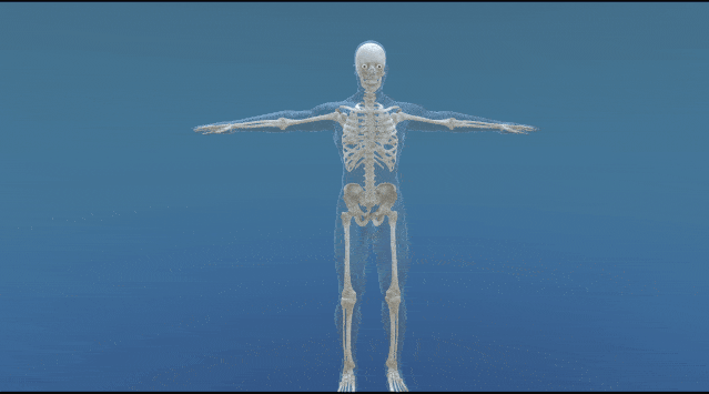 北京欧倍尔开发出人体数字解剖3d虚拟仿真软件:深知解剖学对医生的