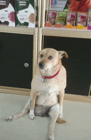 狗狗喜欢另类坐姿,仔细一瞧之后,主人大喊:矜持丢尽!