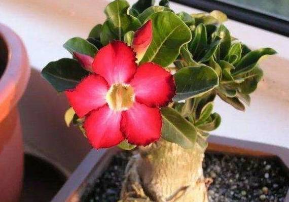 种玫瑰花的土壤要求 491bd504dabc4e2ba91ed3aac05eab41.jpeg