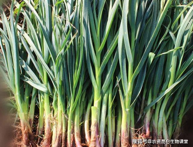 如何种植蒜苗 e003e2c3c3df4858aaa03d604fe92e4e.jpeg