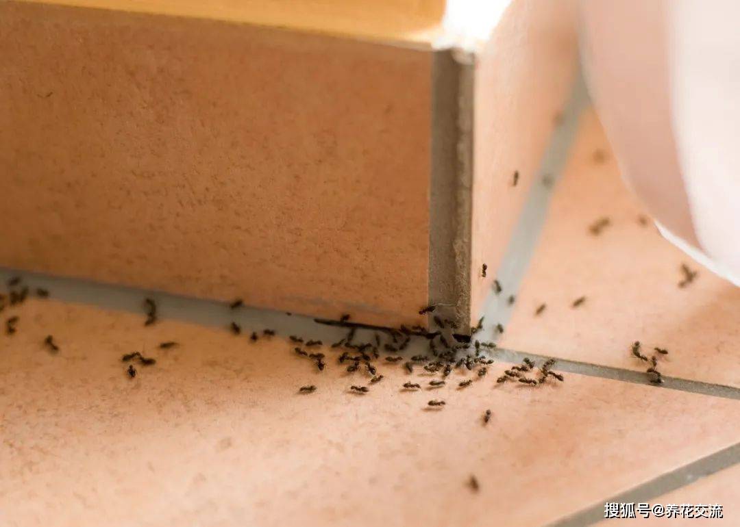在家养花被蚂蚁祸害得很惨,看看它们都做了什么?有啥方法可解决