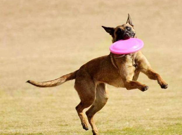 品种最好的猎狗 7f01c4be2d7046b2b96f4fcea9b12e9a.jpeg