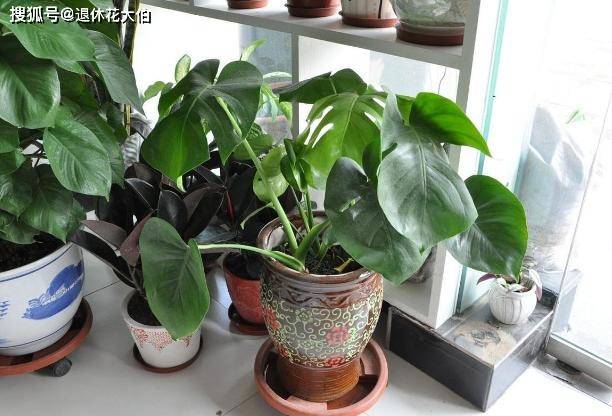 龟背竹怎么养又大又高 d04c3948a0b944d69cebd5c72ef12957.jpeg