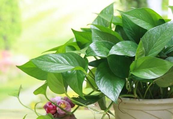 龟背竹水培好土培好 4a31b0ce02b847dca05f1784a723a9aa.jpeg