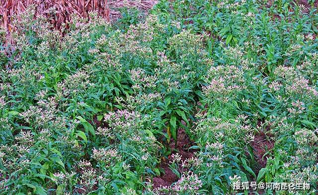 怎么样才能种烟叶 b32e4de19d8b4b9c9270f5981bdd1615.jpeg
