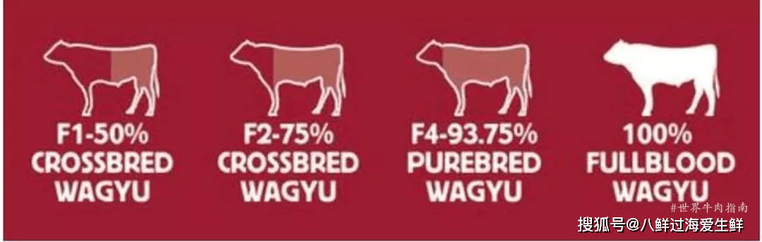 日本澳洲美国都养和牛但哪个国家的牛肉更合你口味