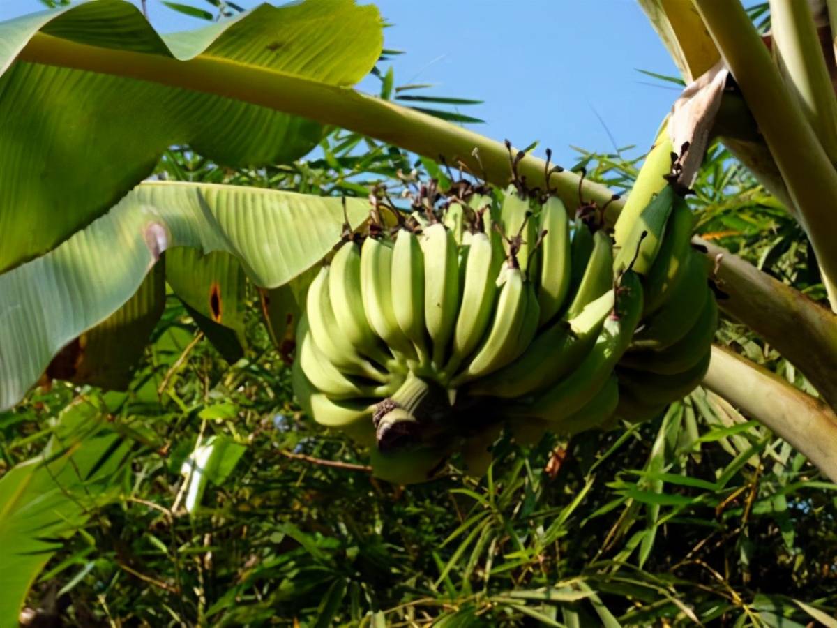 香蕉树图片素材-编号33415718-图行天下