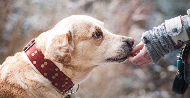 狗为啥咬老鼠 bdcbfa25174045cb9282fb66c433500e.jpeg