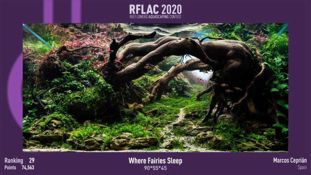 本色水景 | 2020rflac水族造景大赛作品赏,水草生态缸
