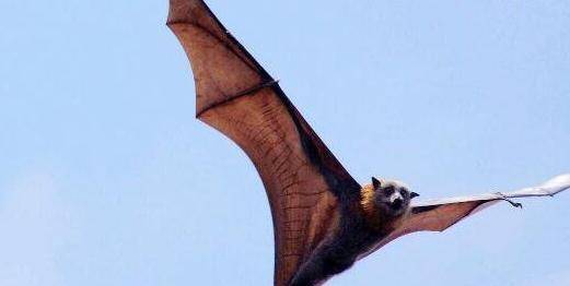 盘点世界上最大的巨型蝙蝠,马来大狐蝠(翼展2米)
